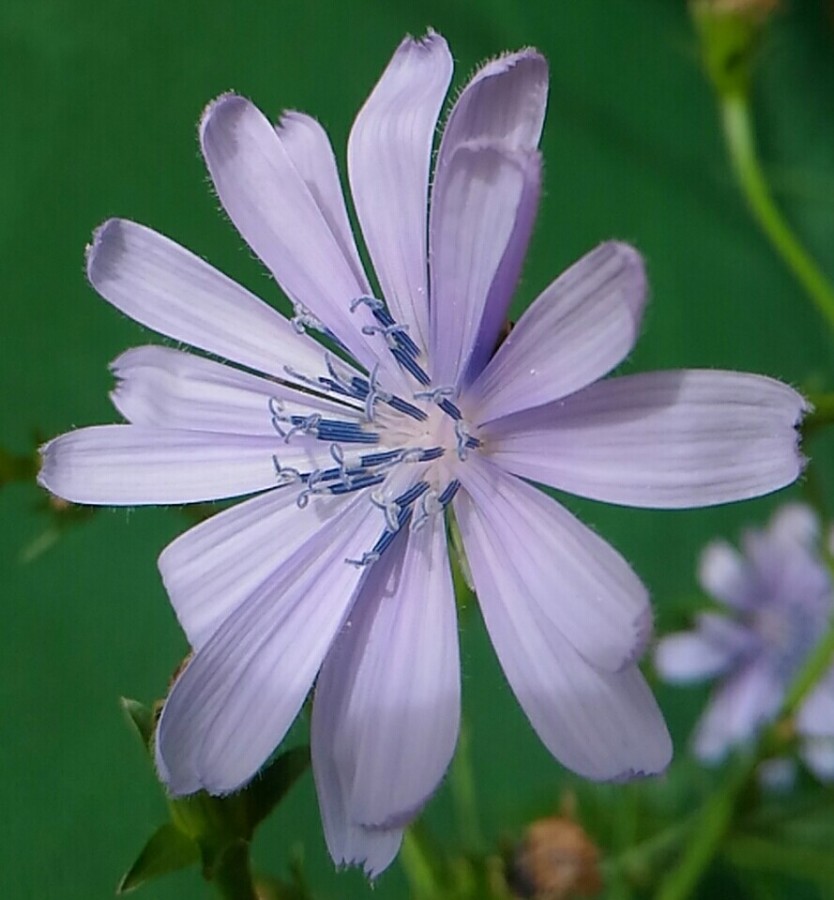 "` O que flor pra ser, flores ser ` !..ler" de Decio Badari