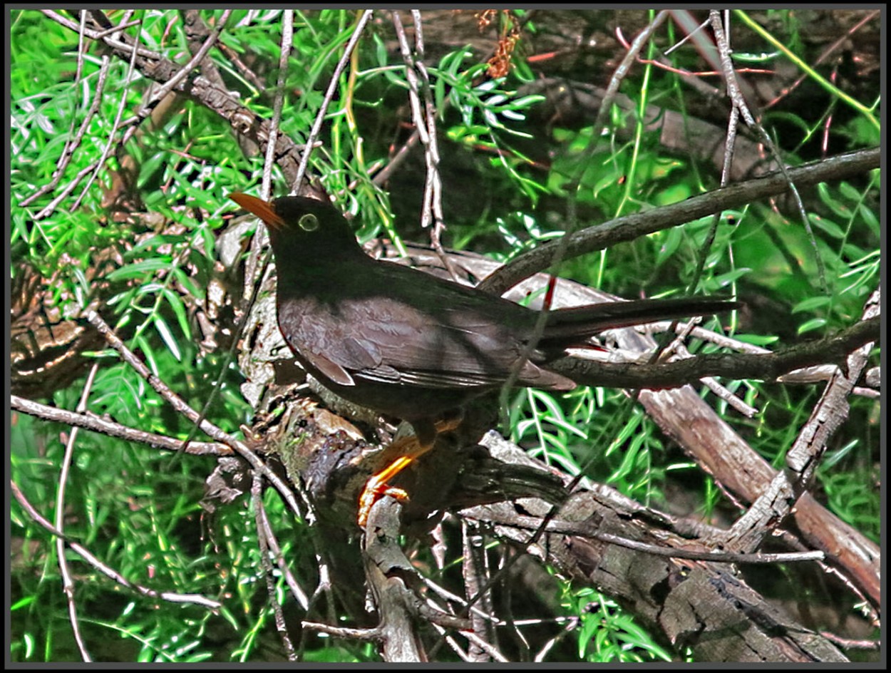 "Turdus serranus" de Jorge Vicente Molinari