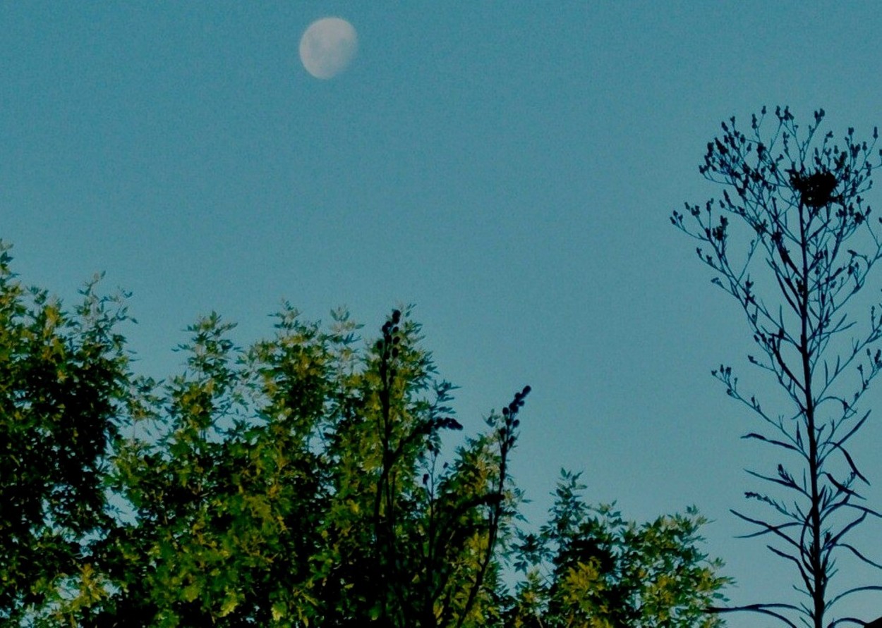 "luna sobre el jardin" de Beatriz Di Marzio