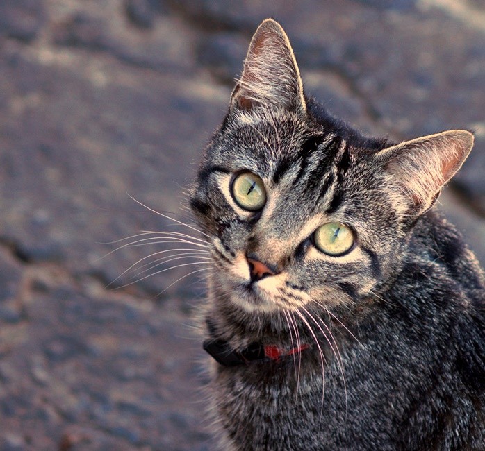 "Errar  humano, ronronar  felino....leia" de Decio Badari