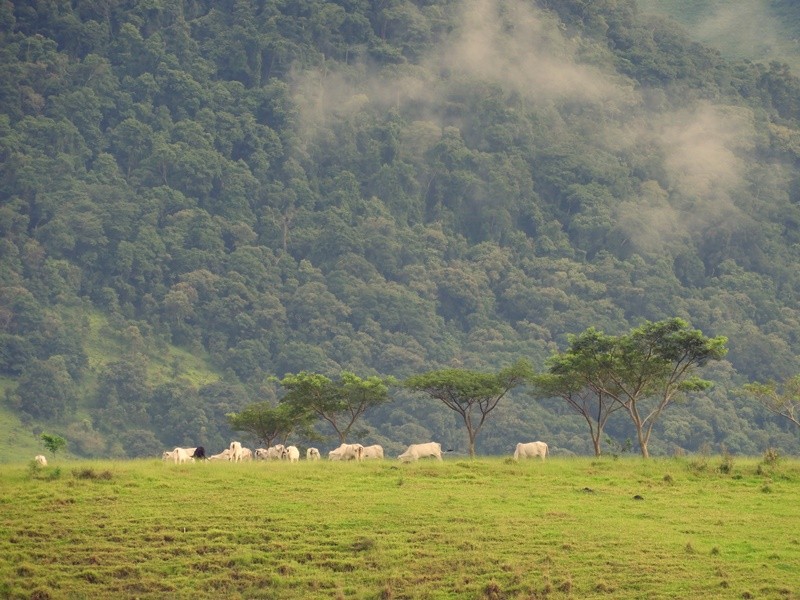 "A natureza traz em si a mais pura beleza......" de Decio Badari