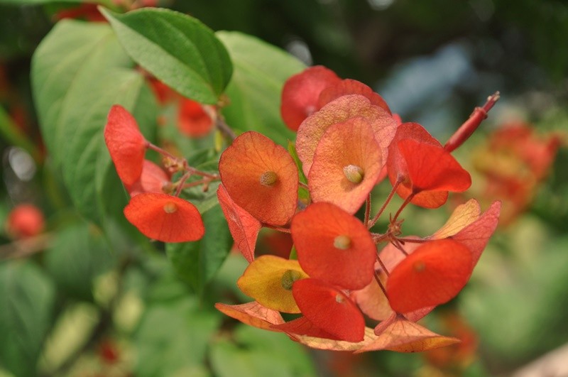 "Sempre h flores para quem quer v-las......" de Decio Badari