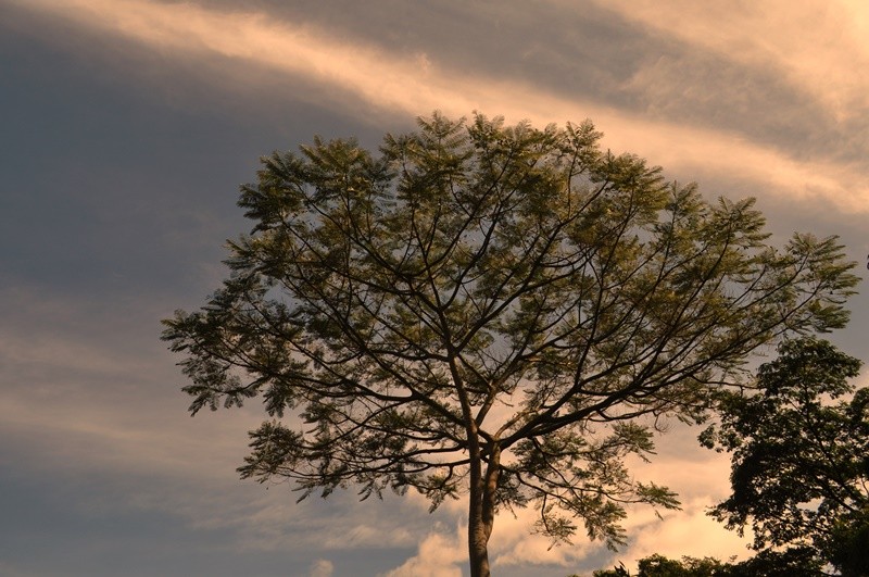 "A suave luz do amanhecer..... ler" de Decio Badari