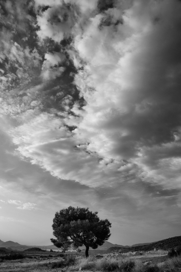 "Pino y cielo" de Francisco Jos Cerd Ortiz