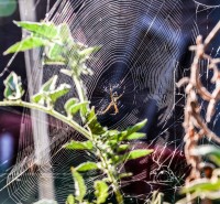 cosecha de mi Huerta