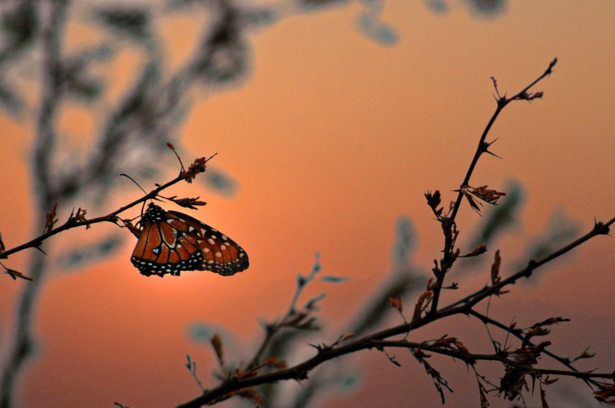 "Una simple mariposa" de Daniel Oliveros