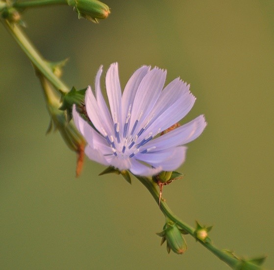 "Em nosso jardim/horta/pomar a flor....ler" de Decio Badari