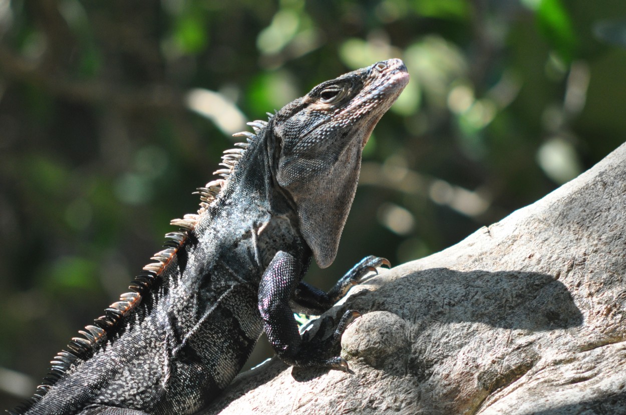 "Iguana Negra" de Daniel Oliveros