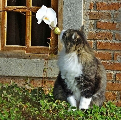 "Hoje 17 de Fevereiro ` Dia mundial do gato`....ler" de Decio Badari