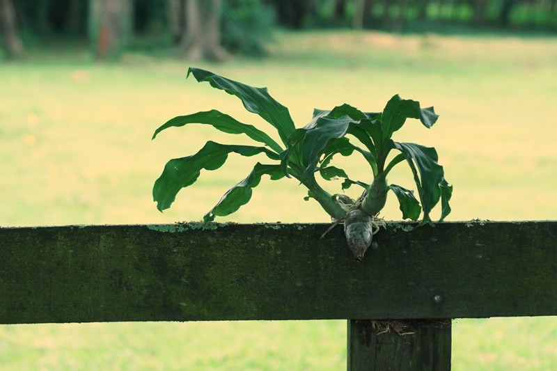 "A natureza e suas surpresas, quem plantou......" de Decio Badari