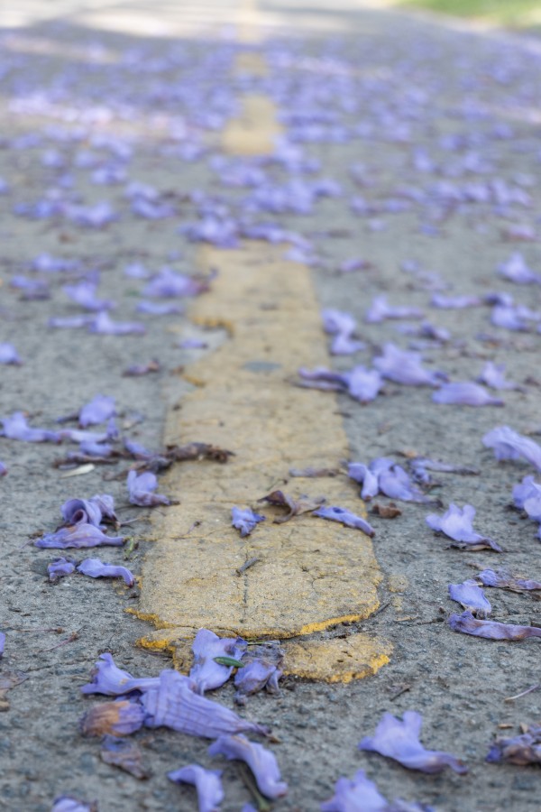 "Jacarandas" de Flavio Alejandro Pigazzi