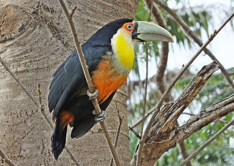 "O tucano-de-bico-verde  encontrado em.....fv.ler" de Decio Badari