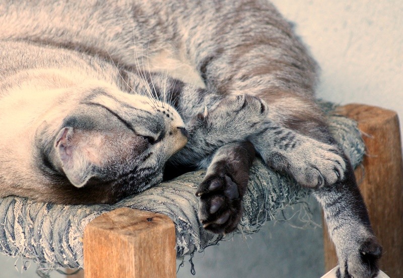 "O ` Bingo ` dorme antes, durante e aps......" de Decio Badari