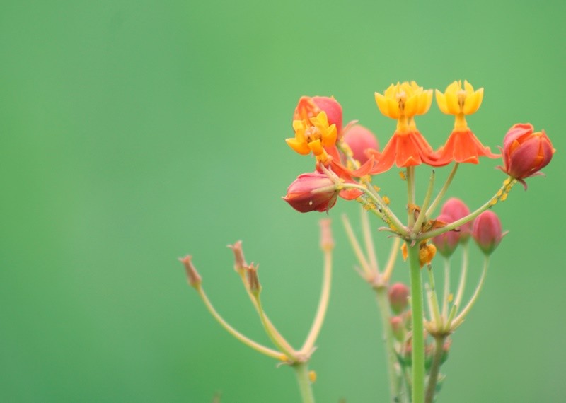 "As pequeninas flores silvestres...ler" de Decio Badari