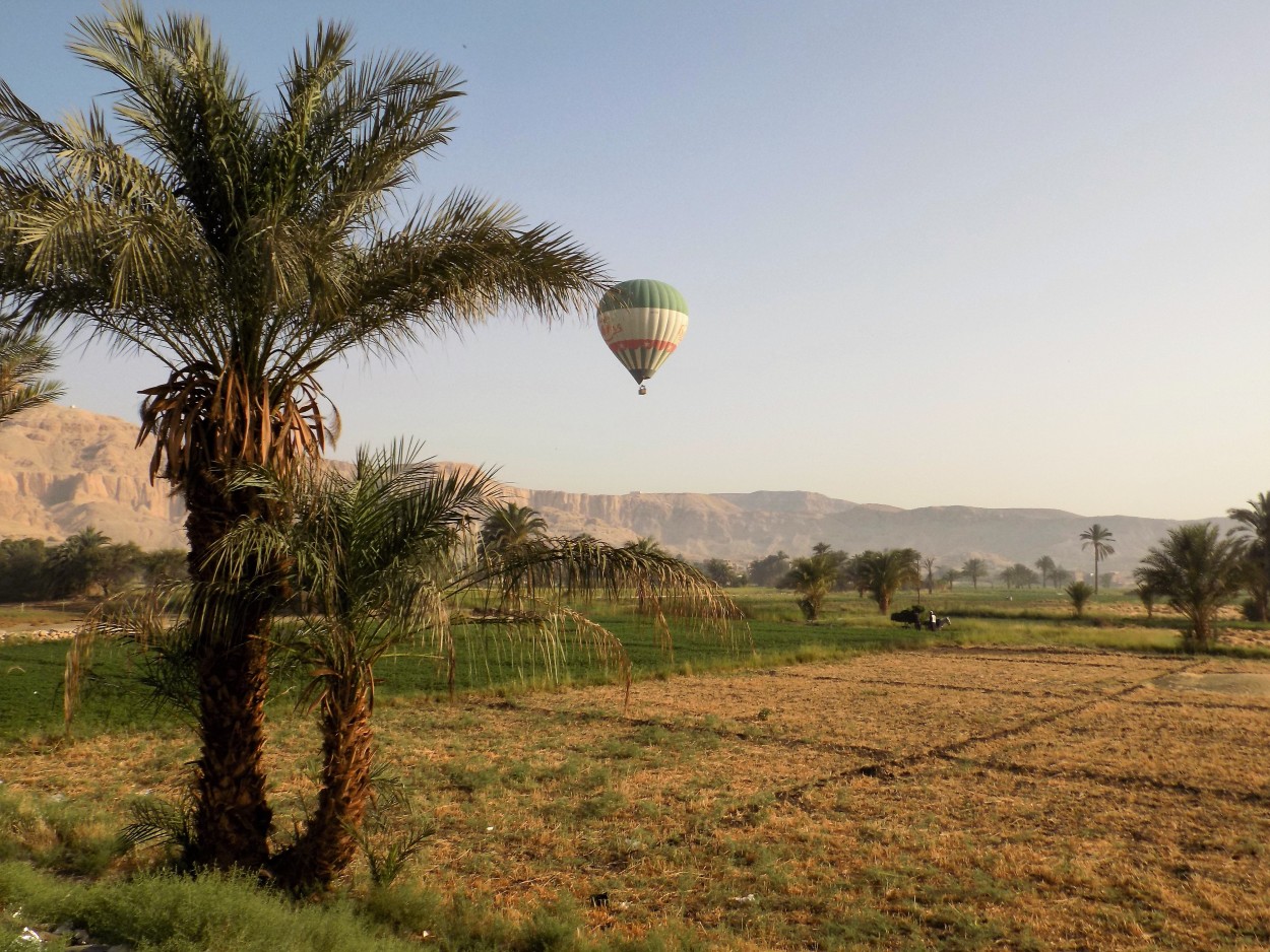 "Campos en Luxor" de Lidia Marence