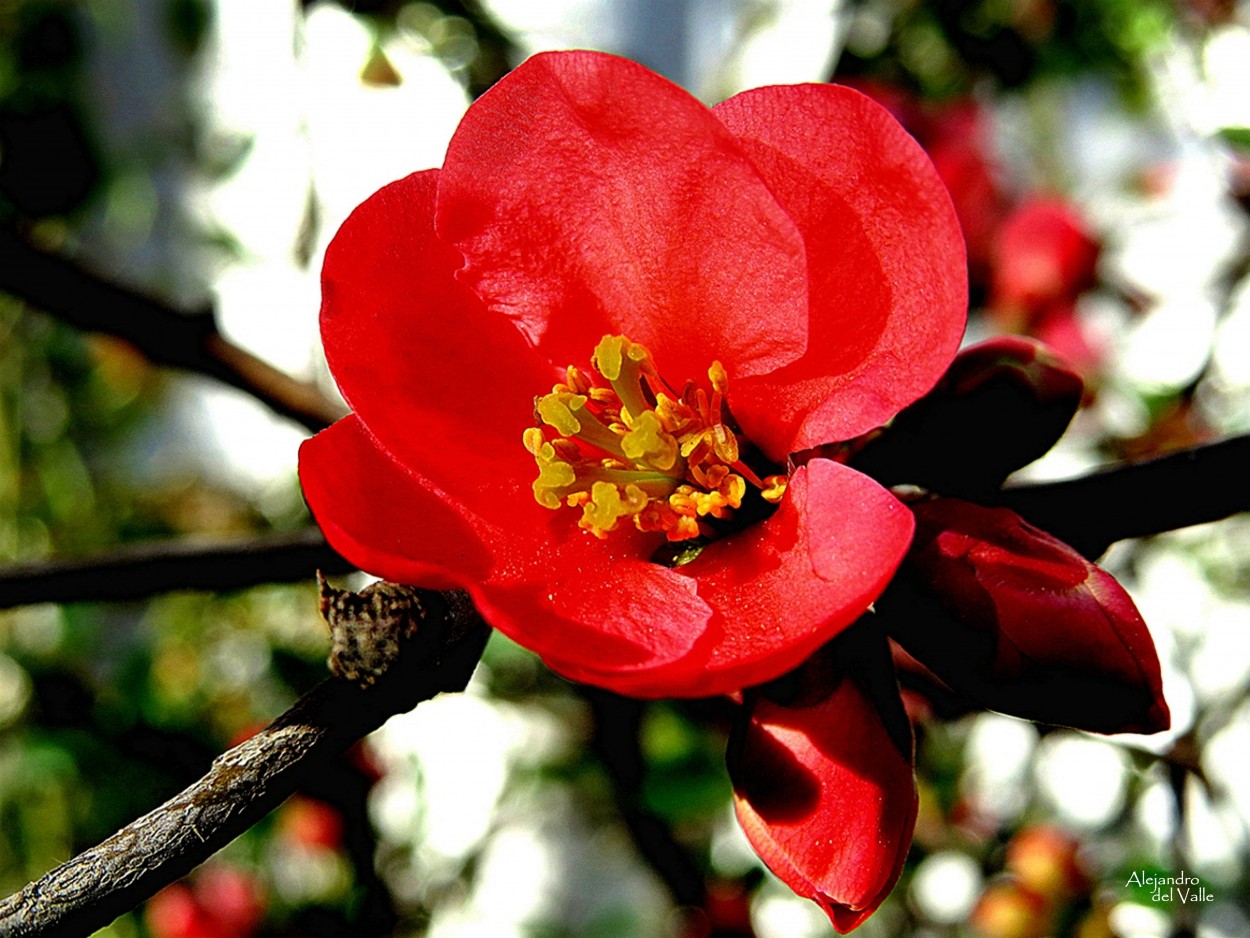 "Bella flor" de Alejandro del Valle