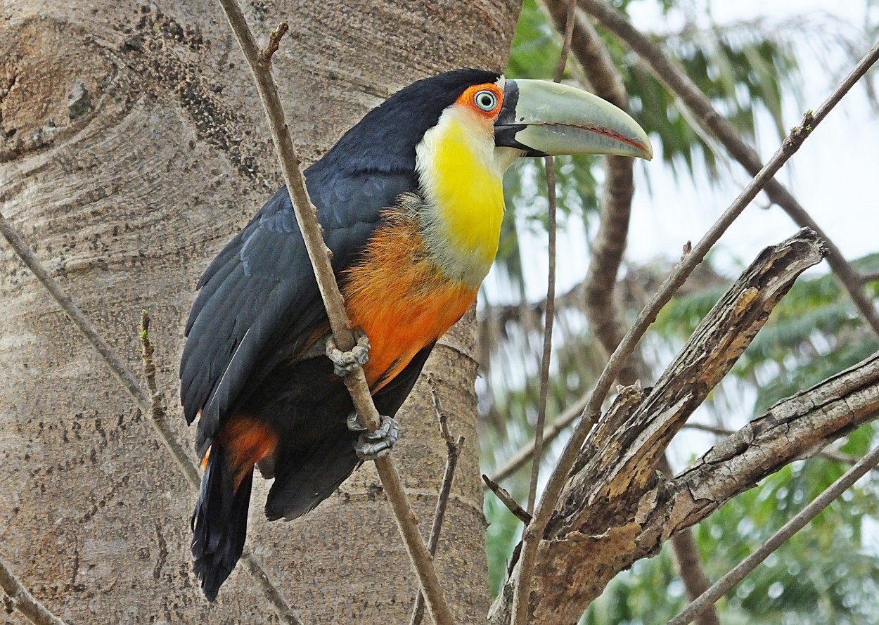 "O tucano-de-bico-verde  encontrado em toda..ler" de Decio Badari