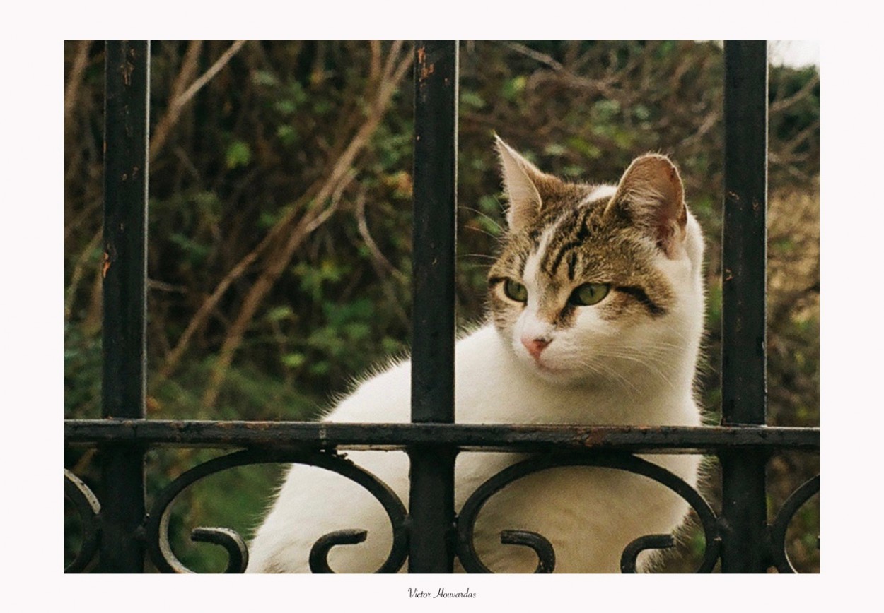 "GATOS ATENIENSES" de Victor Houvardas