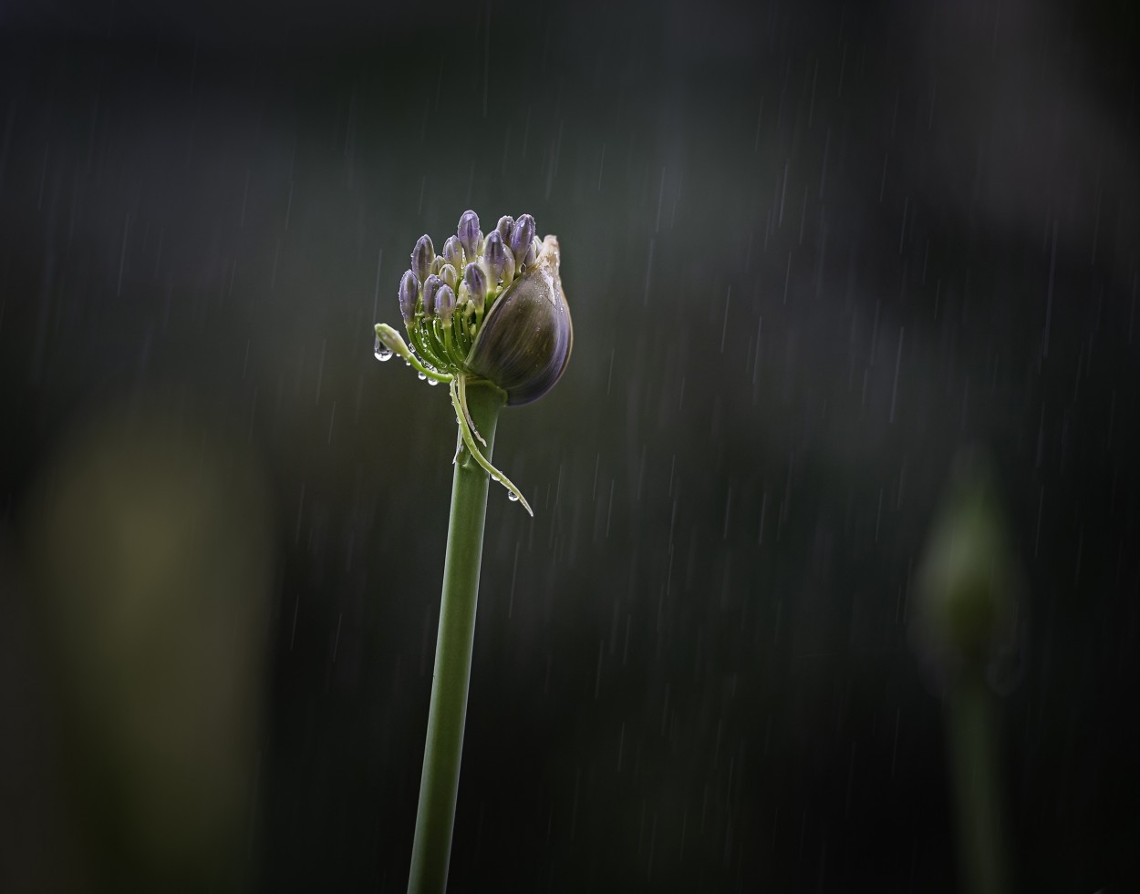 "`Lluvia bendita...`" de Carlos Cavalieri