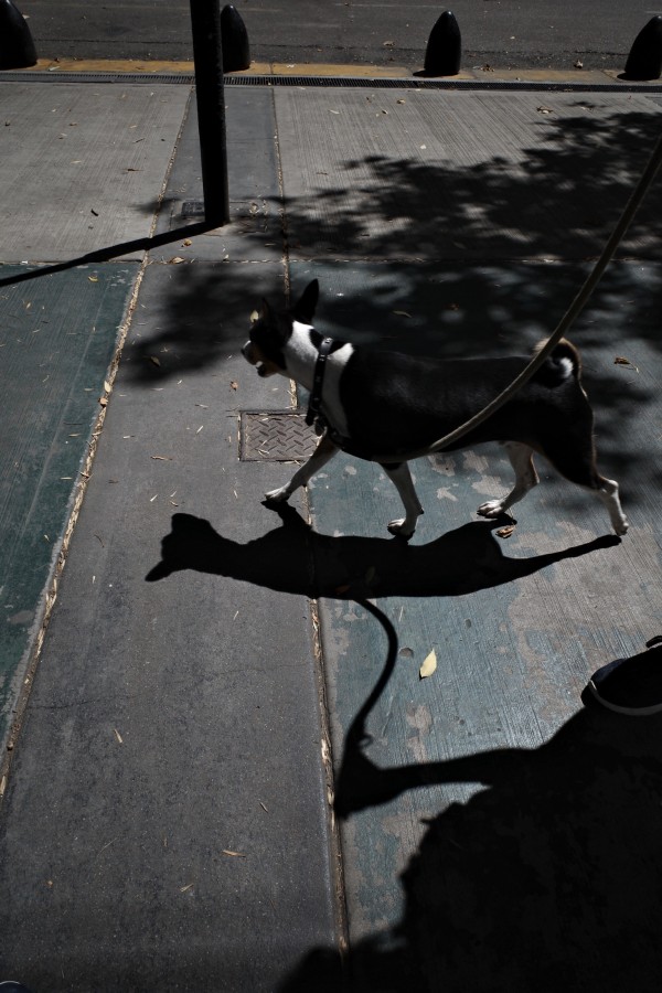 "Paseando a Dieguito" de Fede Vila