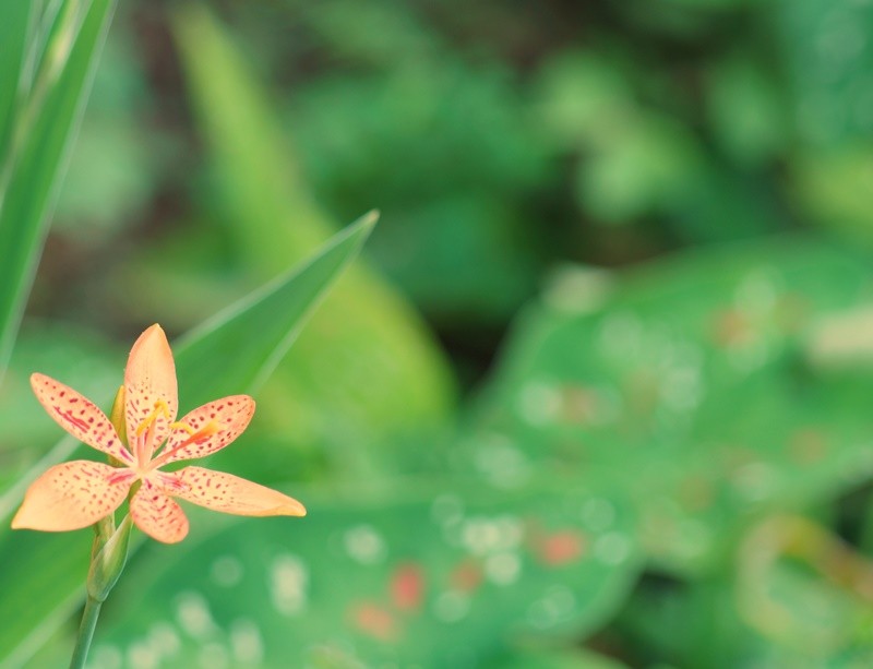 "Toda flor  uma alma que floresce na natureza,..." de Decio Badari