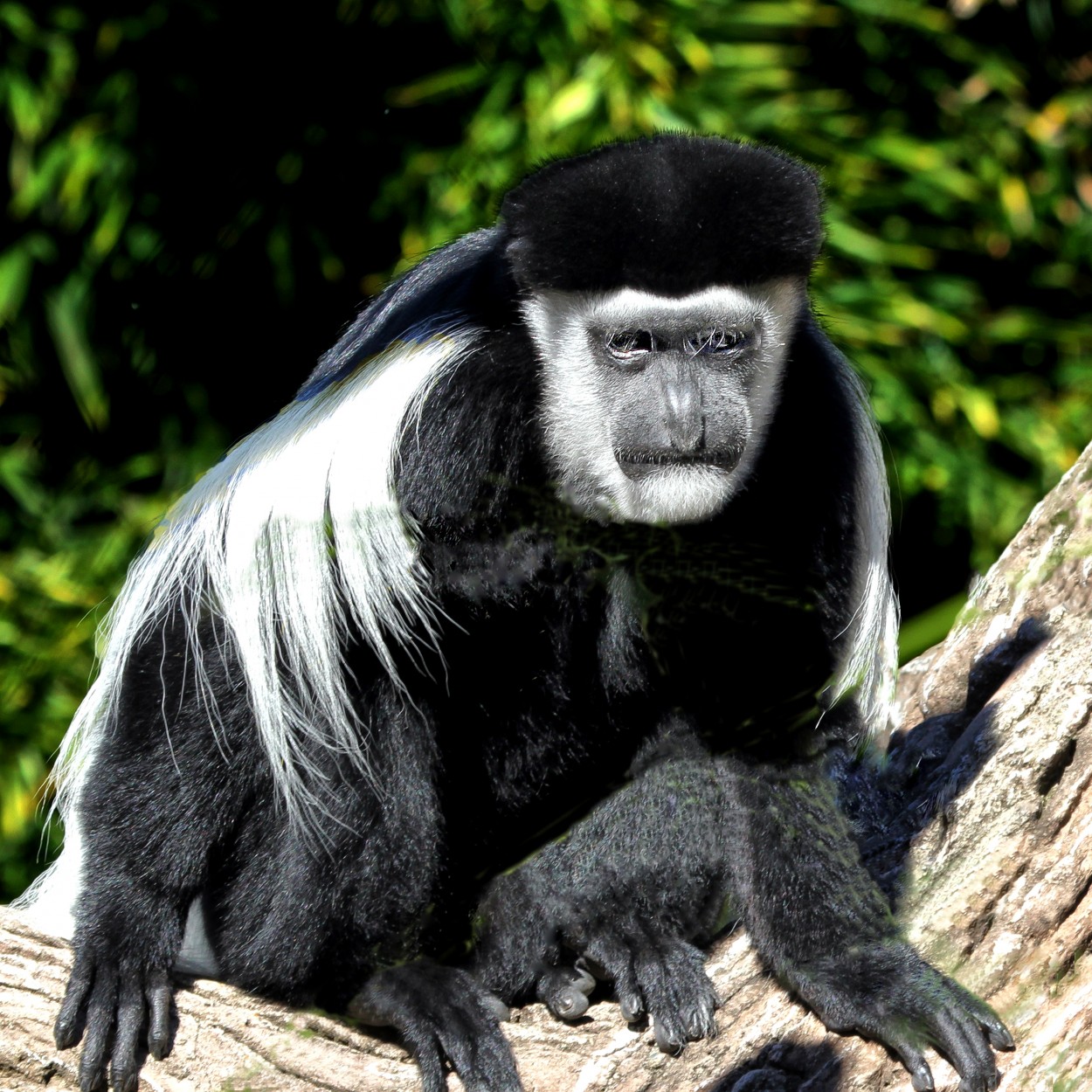 "Colobus angolensis" de Juan Carlos Barilari