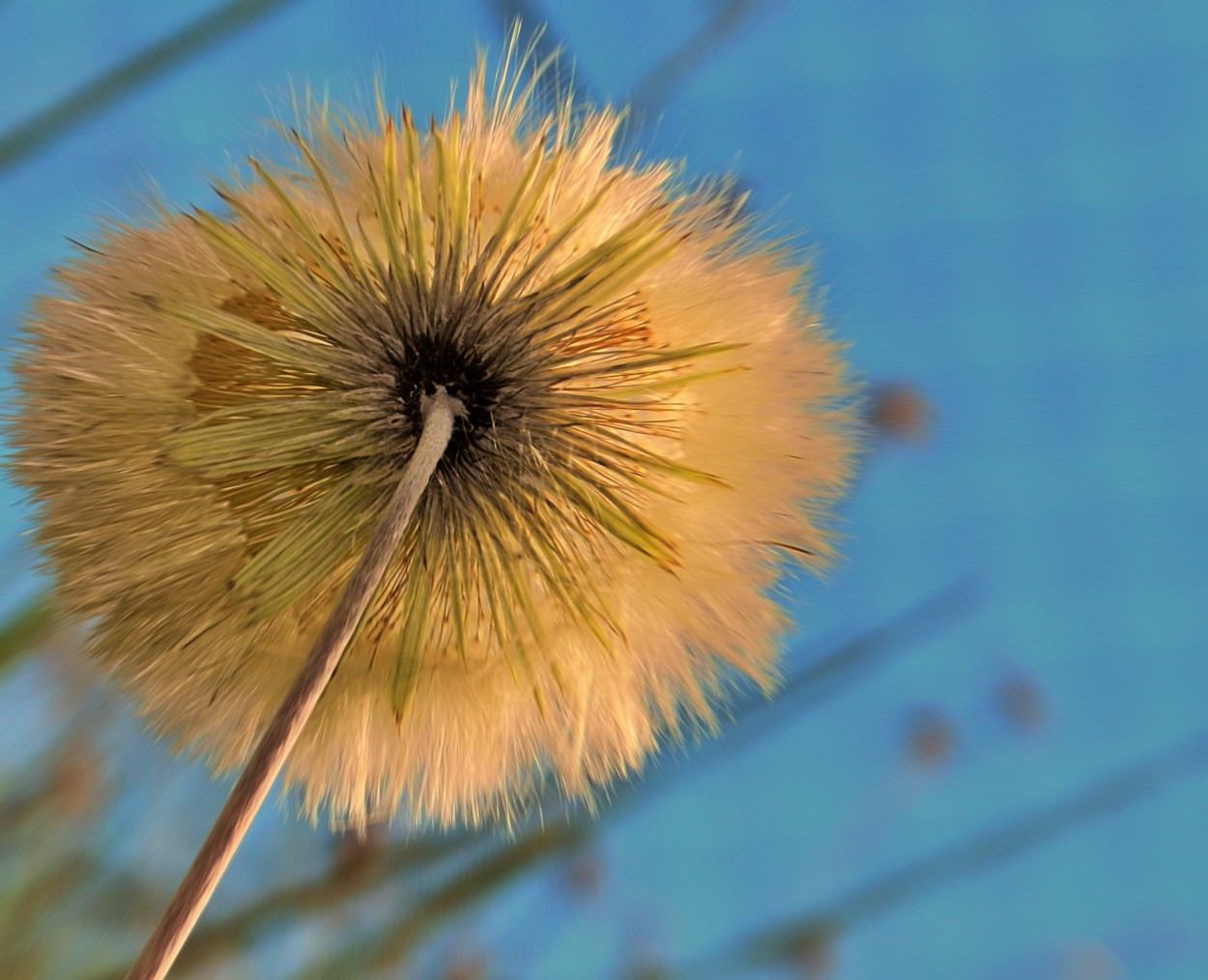 "Mudando de ngulo, o lado B da flor.....ler" de Decio Badari