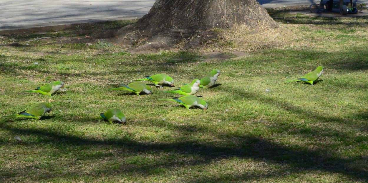 "Verde sobre verde" de Alicia Moscetta