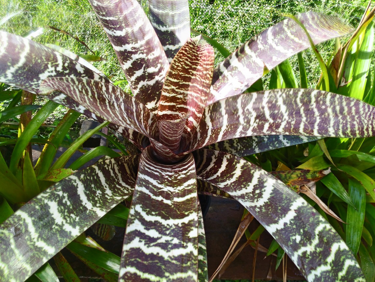 "A bromlia-zebra  uma planta herbcea......" de Decio Badari