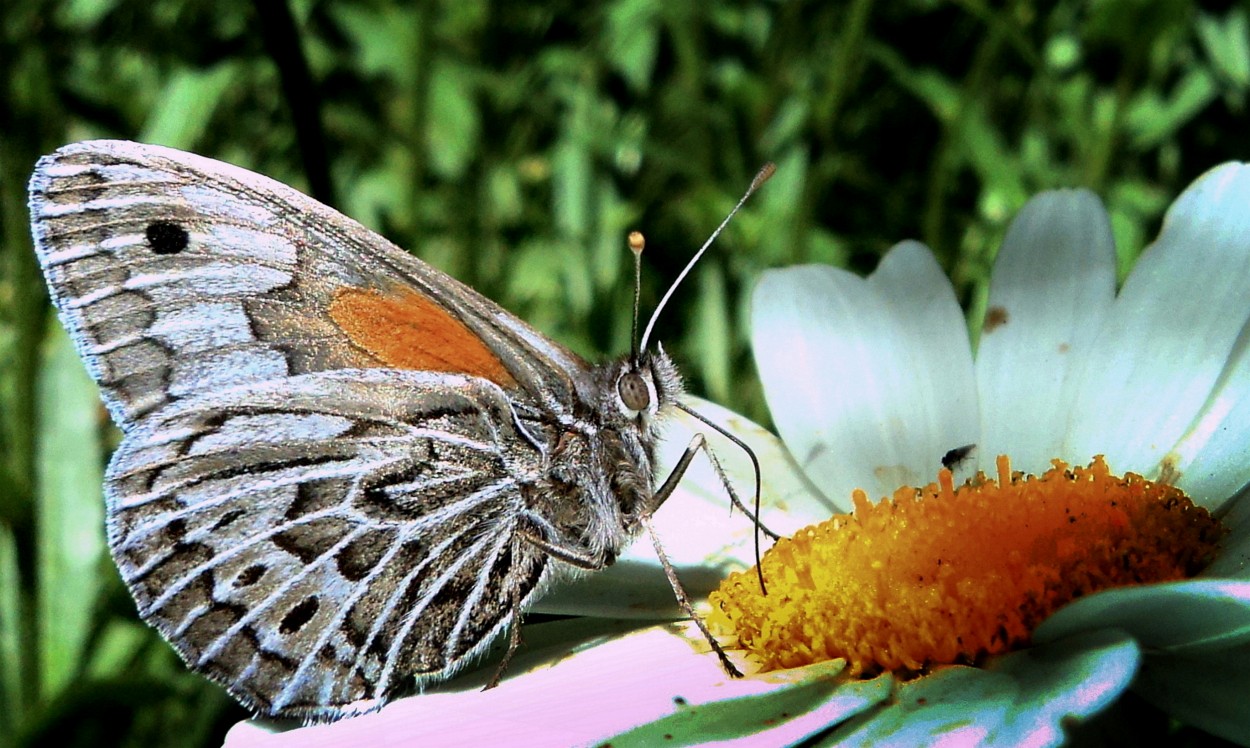 "Una mariposa nica" de Alejandro del Valle