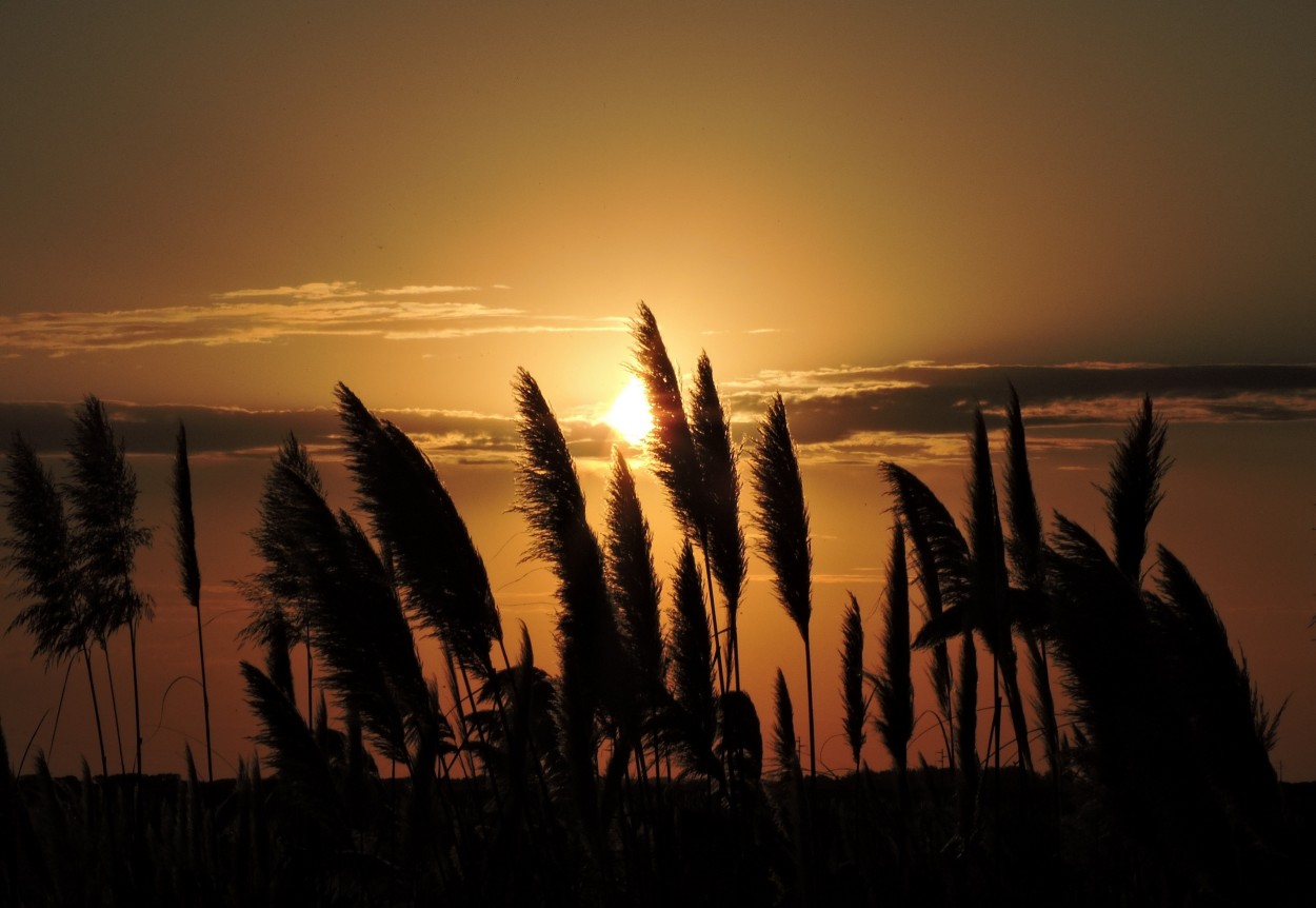 "Atardecer de verano" de Silvia Olliari