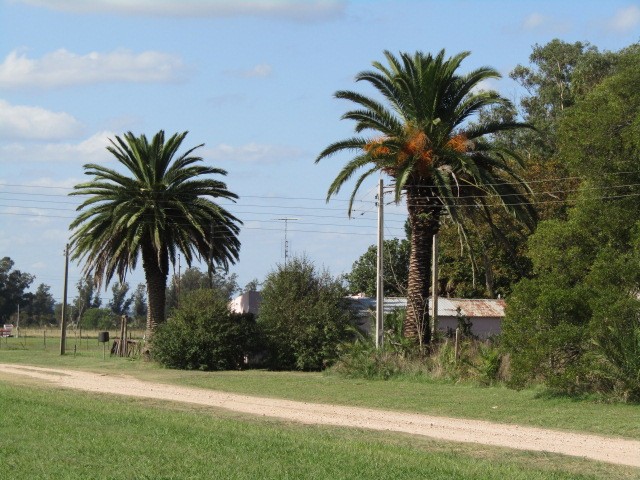 "Palmeras" de Miguel Angel Palermo