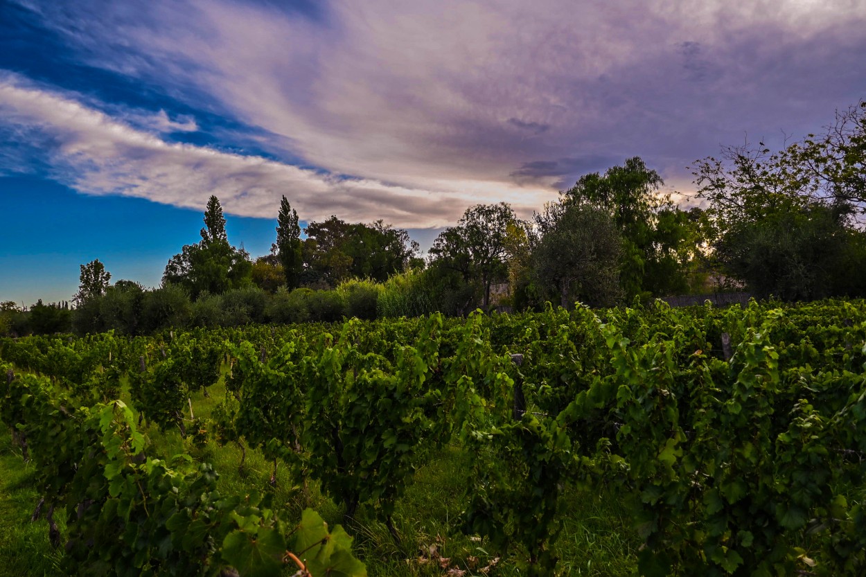 "MENDOZA PAISAJE" de Leonardo Martin Pagano