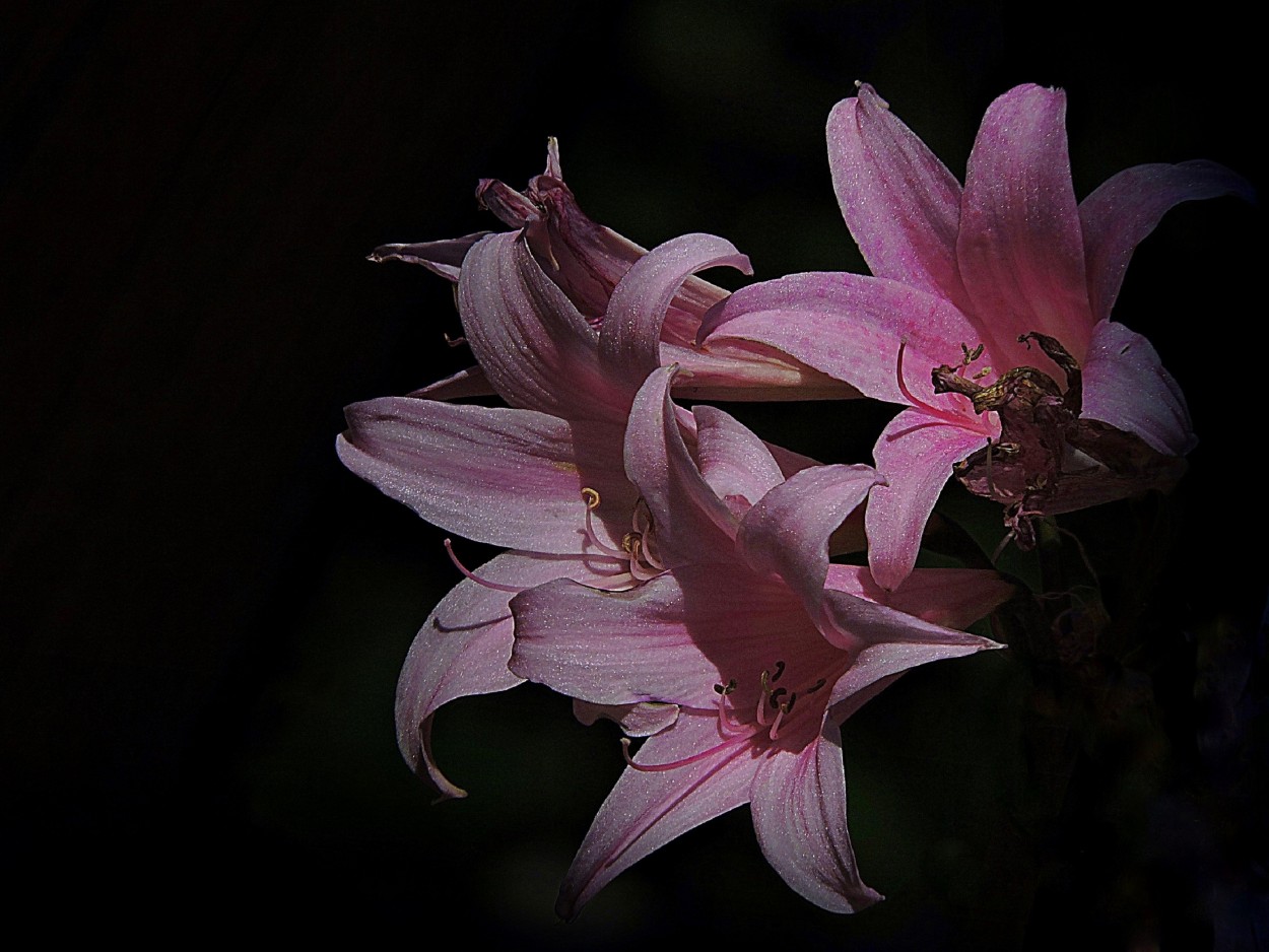 "Bellas flores" de Silvia Olliari