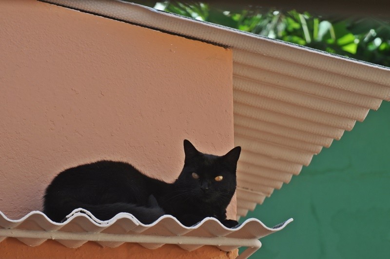 "A nossa ` Pretinha ` sempre nas alturas...ler" de Decio Badari