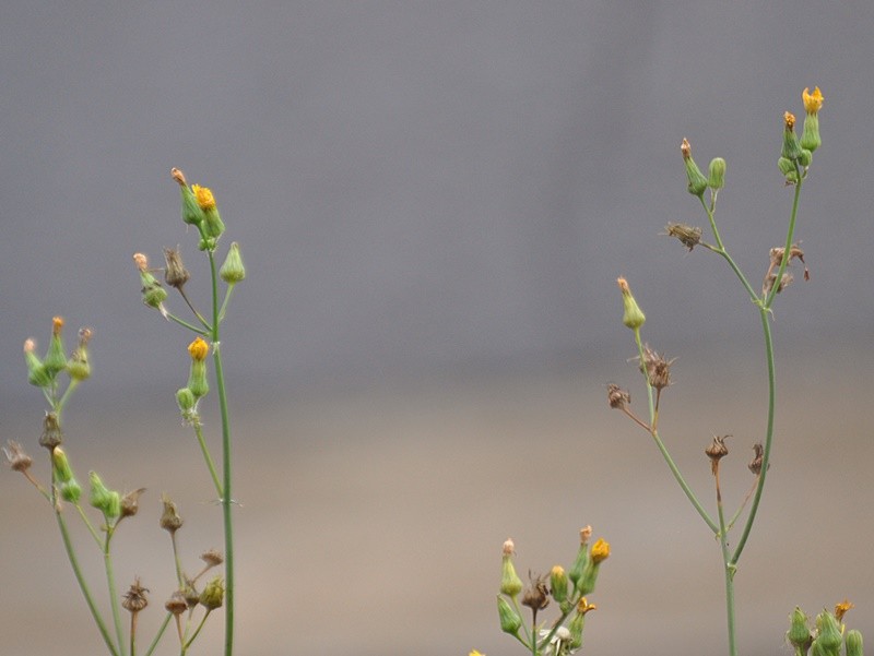 "O que flor para ser, florescer!...fv.ler" de Decio Badari