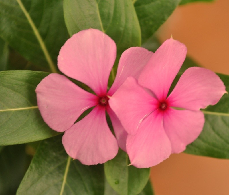 "Uma flor no pensa em competir com a flor ...ler" de Decio Badari