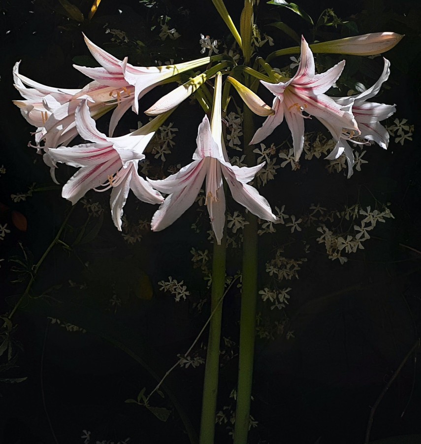 "Flor serrana" de Stella Maris Kippke