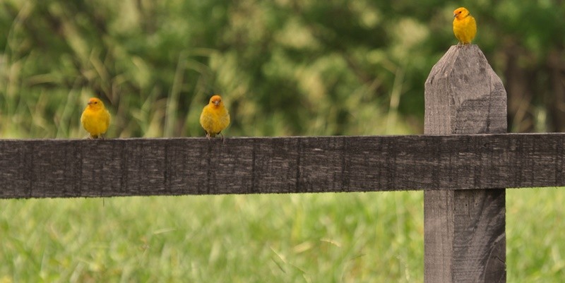 "Aves, quem observa preserva!......fv.ler" de Decio Badari