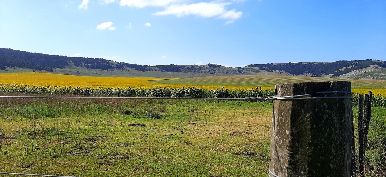 "Paisaje Balcarceo II" de Juan Carlos Viegas