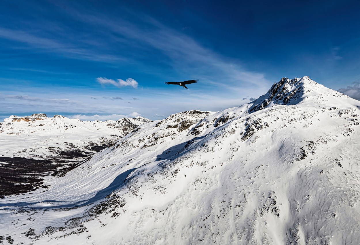 "`El condor en su casa...`" de Carlos Cavalieri