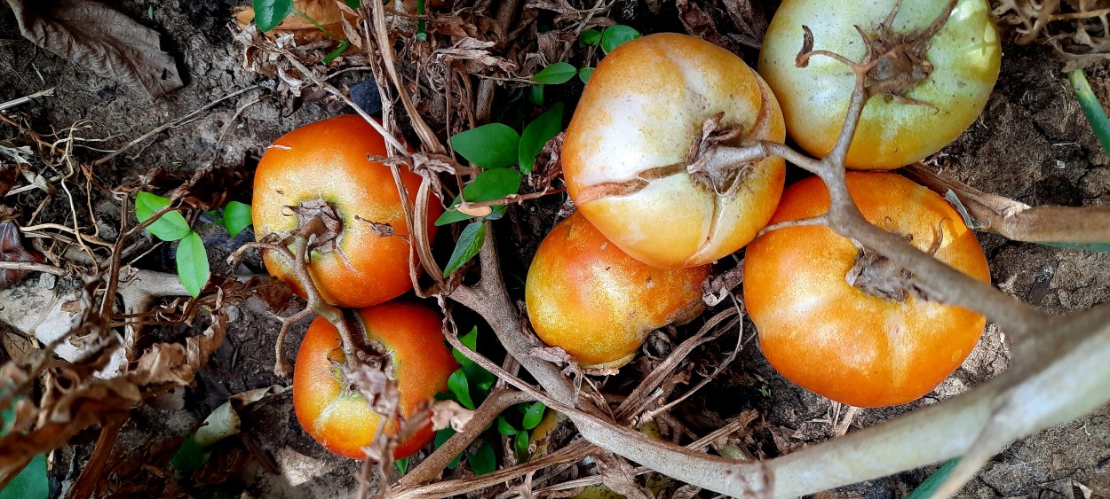 "De mi huerta" de Ana Piris