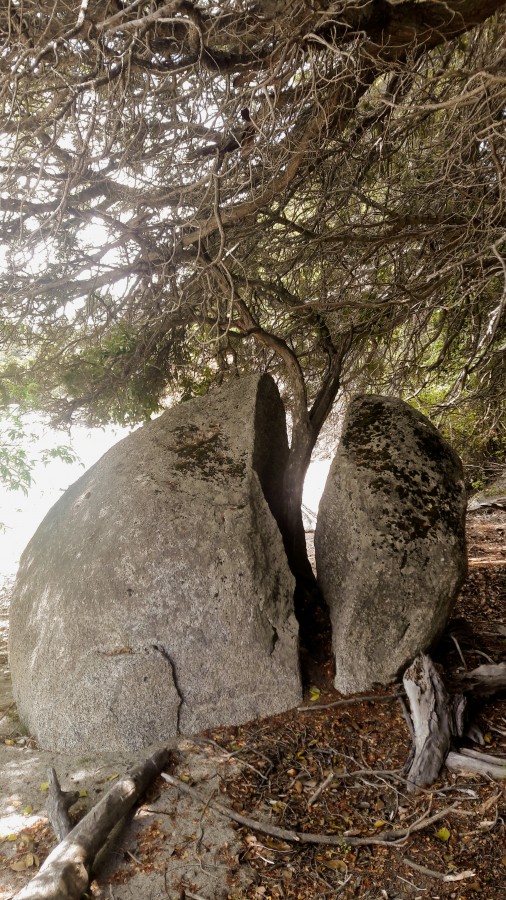 "La fuerza de la naturaleza." de Maria Ines Ferrando