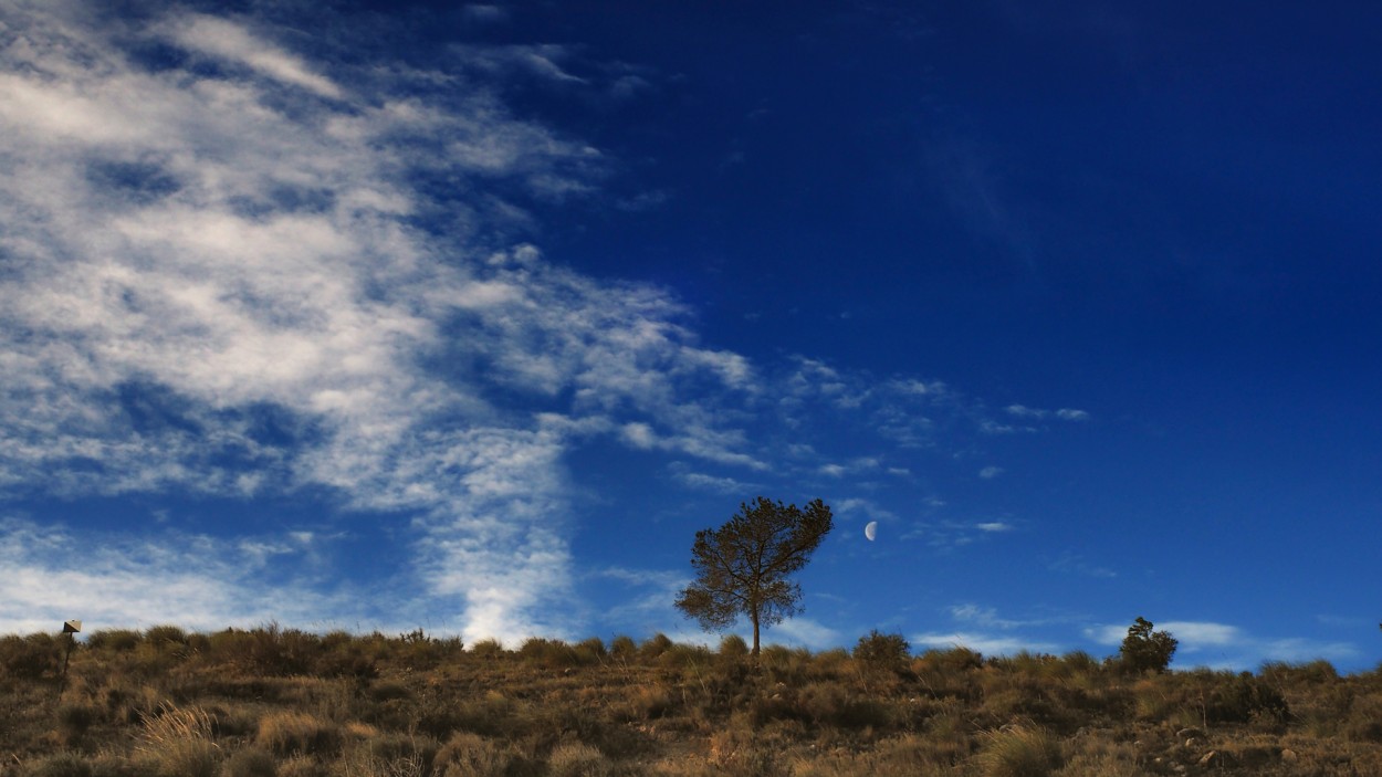 "Pino y Luna" de Francisco Jos Cerd Ortiz