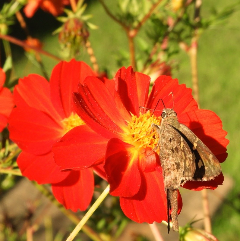 "Borboleta ou mariposa? Uma diferena muito,,,ler" de Decio Badari