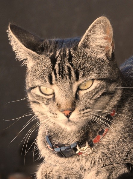 "Um retrato antes do passeio de domingo...ler" de Decio Badari