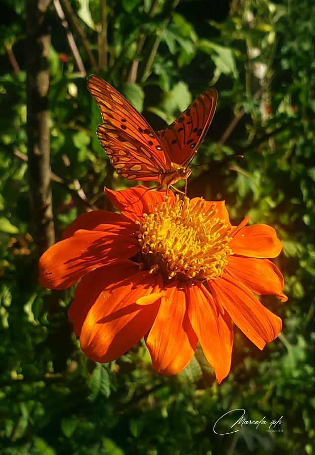 "Orange winds" de Marcela Incarnato