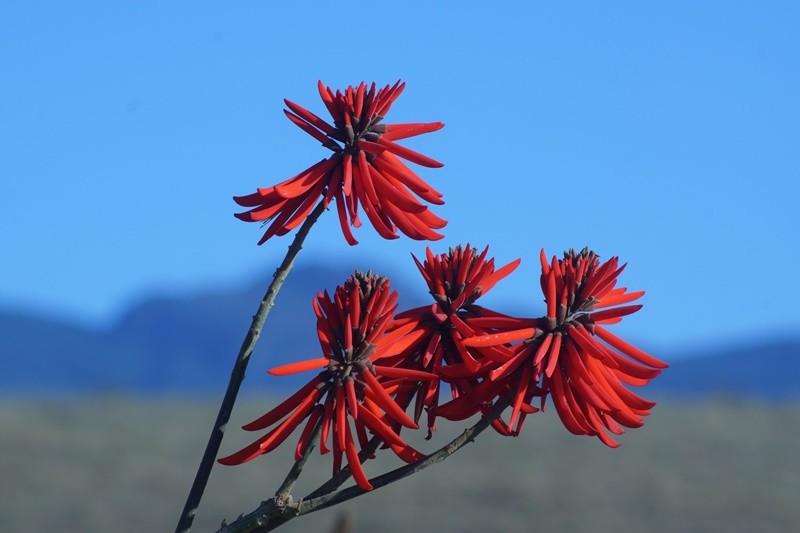 "Vermelho, rojo, rosso, red, rouge.......``leia" de Decio Badari