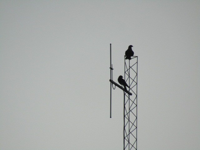 "Vigilantes" de Miguel Angel Palermo