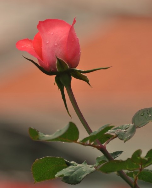 "Sempre h flores para quem quer v-las...leia" de Decio Badari